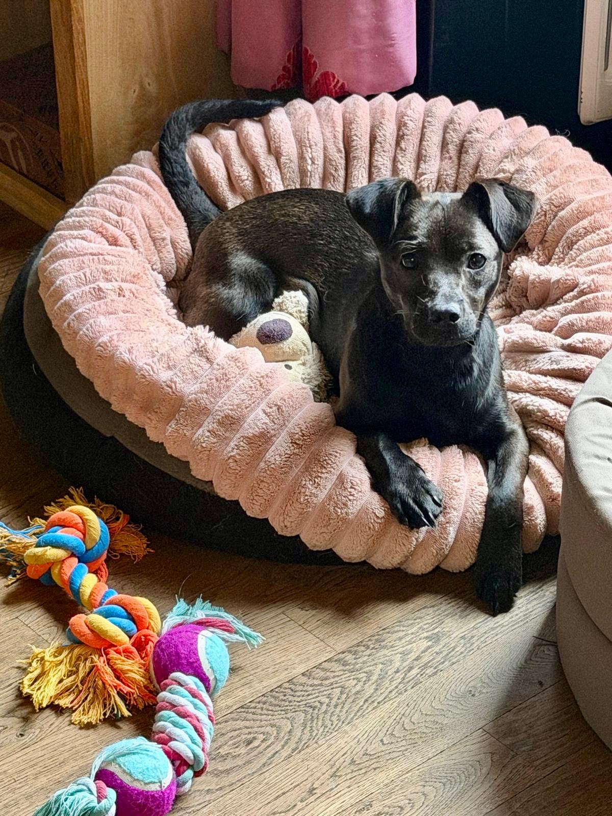 Chiens à adopter